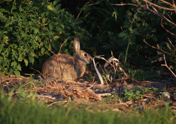 australian wild rabbit in the wild