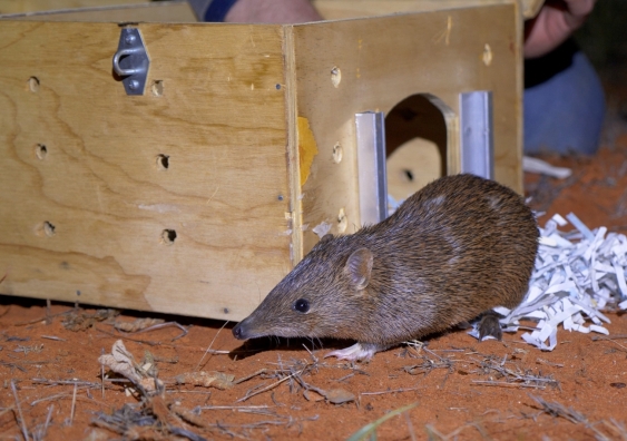Golden bandicoot being released from a carrying box