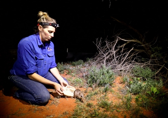 Rebecca West releases a bandicoot into the desert at nighttime
