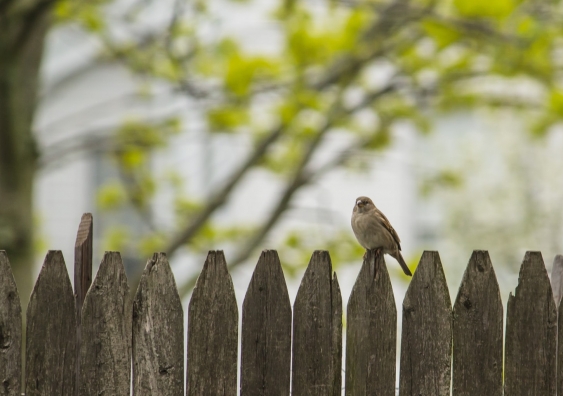 Small bird sitting on picket fence
