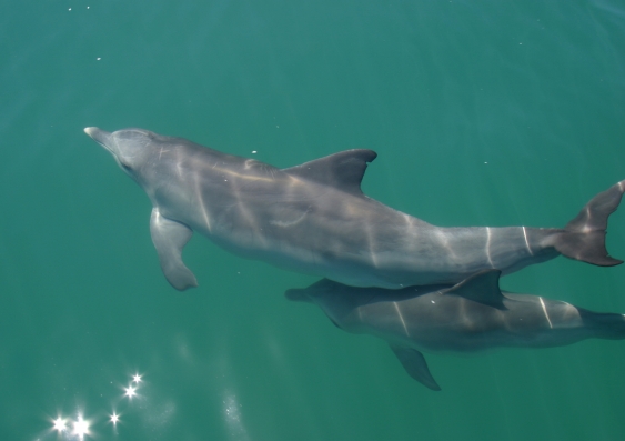 Bottlenose dolphins in Shark Bay 