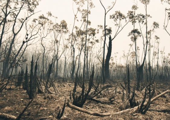 Burnt bushland in Iluka NSW