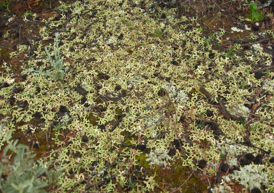 A diverse biocrust community in western New South Wales. 