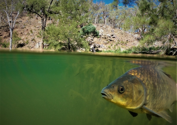 A carp in the Murray-Darling