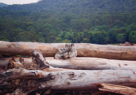 Koalas sitting on fallen trees