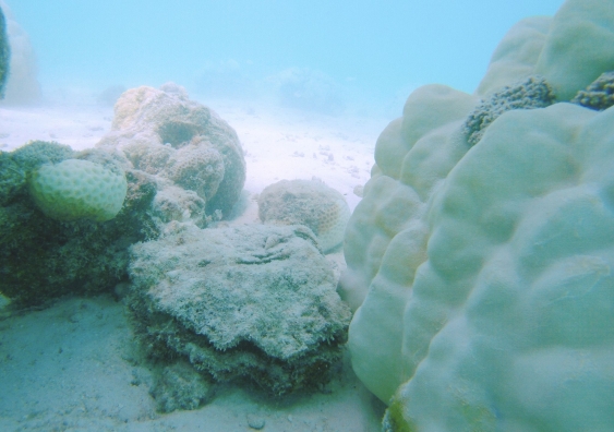 bleached corals