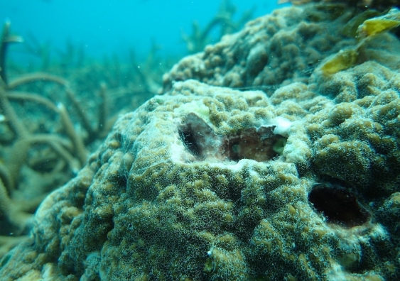 corals succumbing to disease