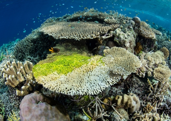 corals with disease