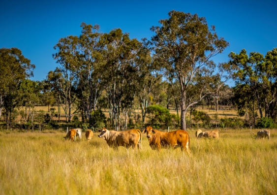 cows on grazing land