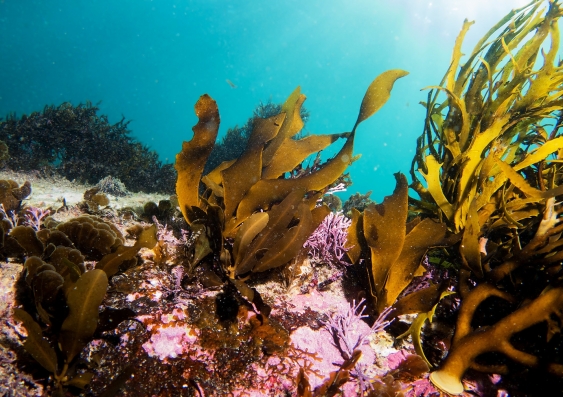Crayweed 'teens' on the ocean floor