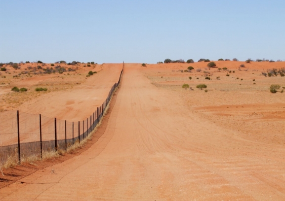 A section of the Dingo Fence in the Strzelecki Desert