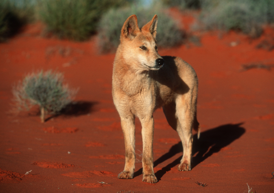 dingo in australian outback