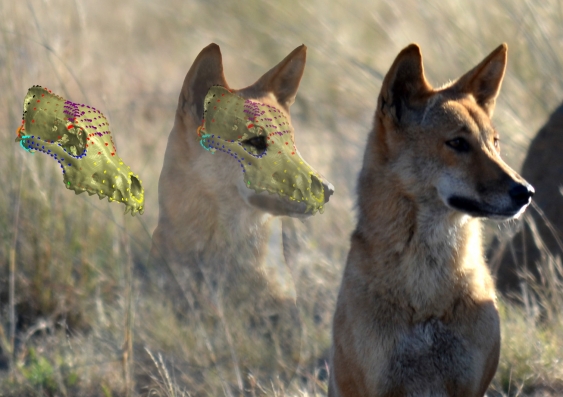 dingo_with_ct_scan_superimposed.jpg