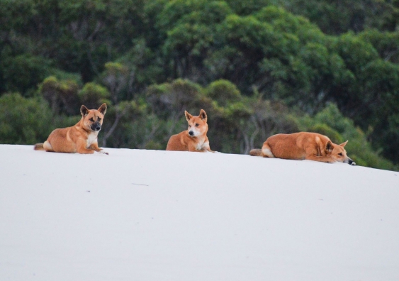 Young dingoes lounging on sand