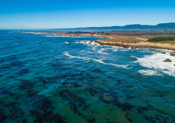 drone shot off the coast with kelp in the water