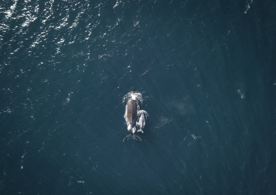 drone shot of whale and calf sydney