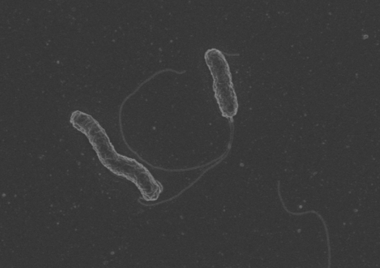 Campylobacter concisus bacterium