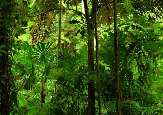 Climate change threat to tropical plants