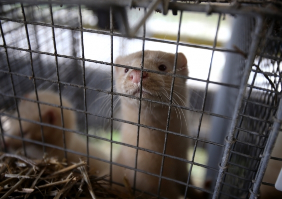 european mink cage grown on a farm for fur