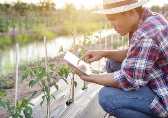 Farmer using tablet to monitor plants