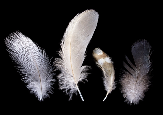 feathers-1427.jpg