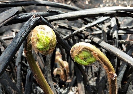 Ferns sprouting after bushfire