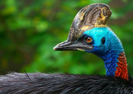 A closeup of a cassowary bird
