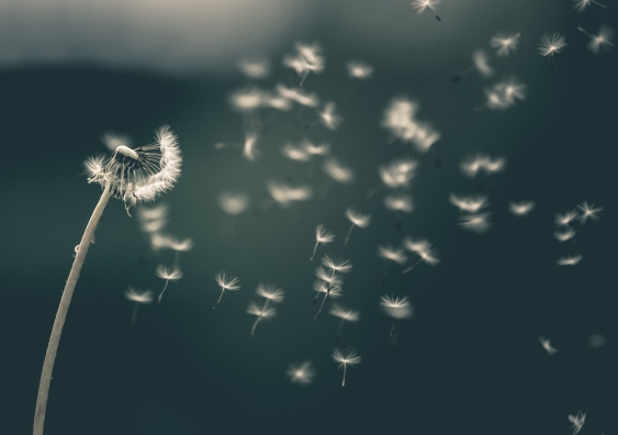 dandelion with its seeds floating in the air