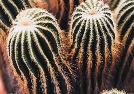 Two cacti