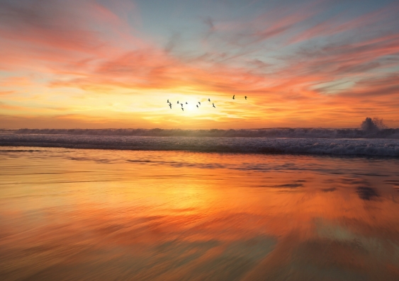 Sunset with seagulls