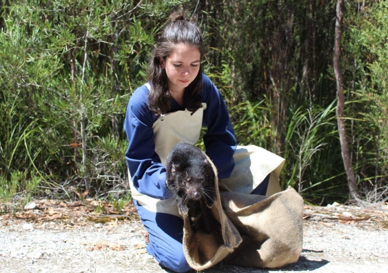 Anna Lewis holding a Tasmanian devil about to release it back into the wild