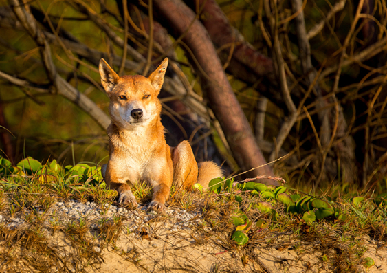 A dingo looks a the camera while lying on its stomach on sandy soil