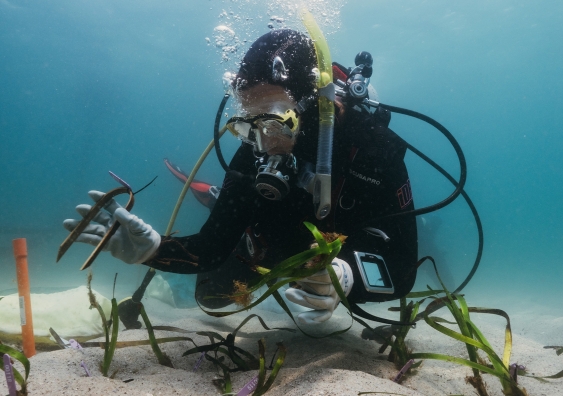 Giulia Ferretto planting Posidonia australis underwater in Port Stephens