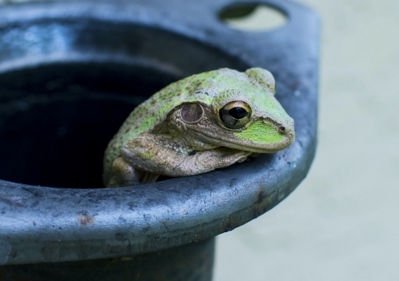 Green frog in black pot