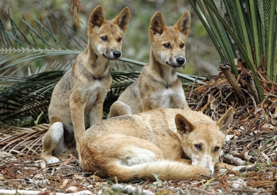 group of dingoes