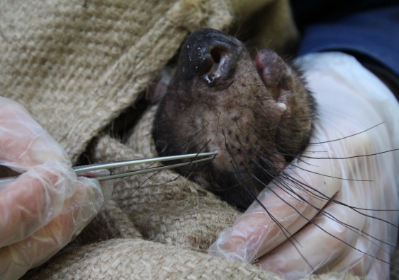 Plucking a whisker from a Tasmanian Devil