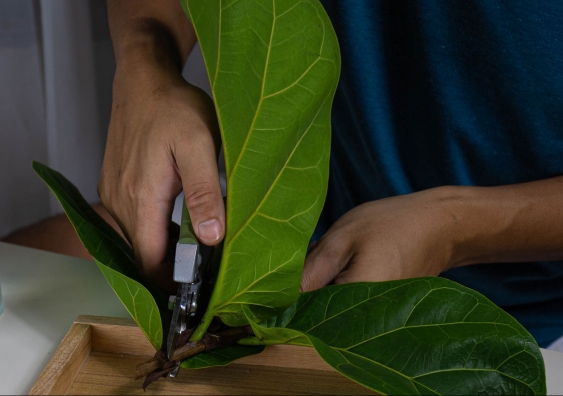 Person taking a clipping of a fig leaf