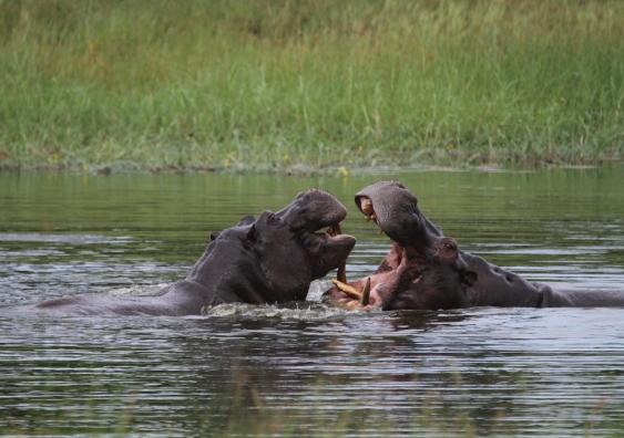 Hippos are territorial and can be aggressive