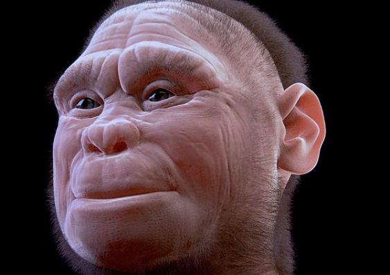 homo_floresiensis_v_2-0.jpg