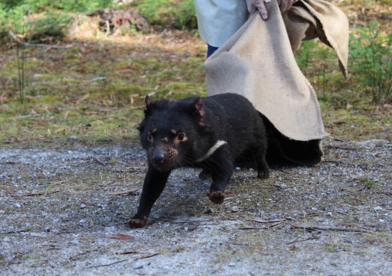 A Tasmanian Devil scurries off after being released