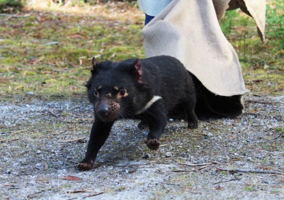 A small Tasmanian devil running out of a hessian bag after being released