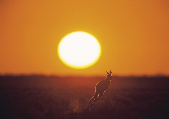 kangaroo at sunset in outback australia