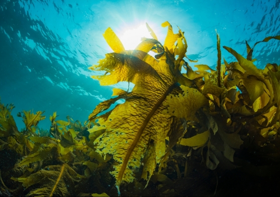 kelp under the surface