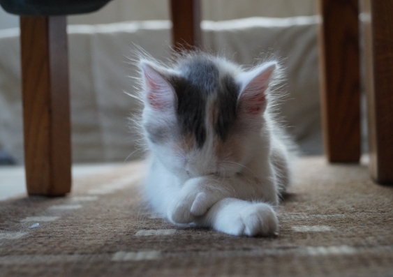 A kitten with its head in its folded paws, hiding under a chair