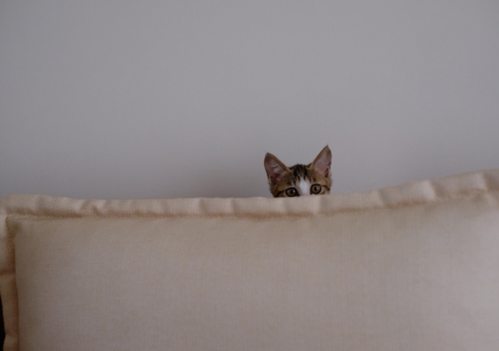 Kitten poking its head out from behind a cushion