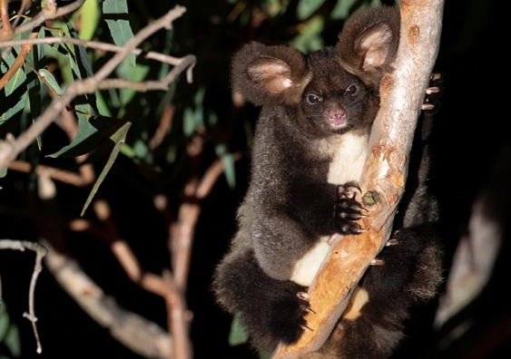 An endangered greater glider clings to a eucalypt branch