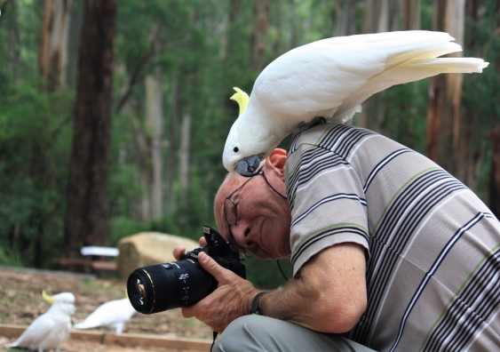 Man taking photo of cockatoos while a large cockatoo sits on his shoulder