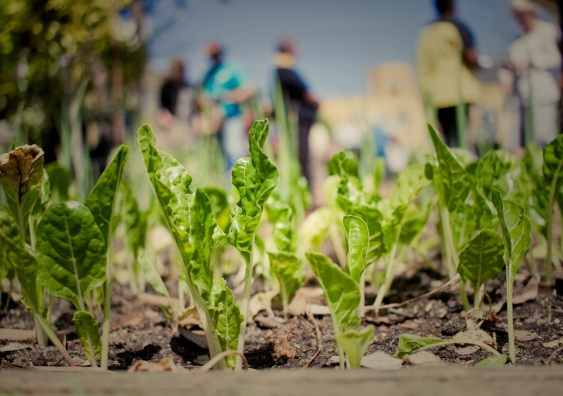 lettuce in an urban garden