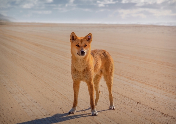 The Lonely Dingo on Fraser Island