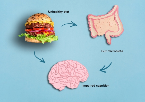 Diagram showing connection between unhealthy diet, gut microbiota and cognition. Burger, intestines and brain are shown.